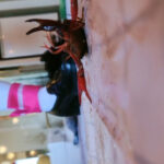 『フェチ』 みくちゃんの馬○、ローファーでザリガニクラッシュ 1 「DUGA」