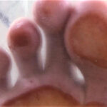 『フェチ』 【足のにおい】セレブ・ドSの肉肉臭 「DUGA」