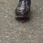 『フェチ』 アイドル級に可愛い女の子のザリガニクラッシュ 「DUGA」