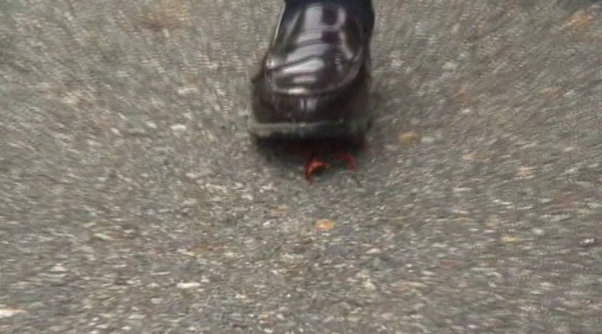 『フェチ』 アイドル級に可愛い女の子のザリガニクラッシュ 「DUGA」