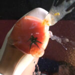 『フェチ』 美人女子大生のパンプスでフードクラッシュ 「DUGA」