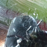 『フェチ』 ガラステーブル、パンプスでカブト○○クラッシュ VOL3 「DUGA」