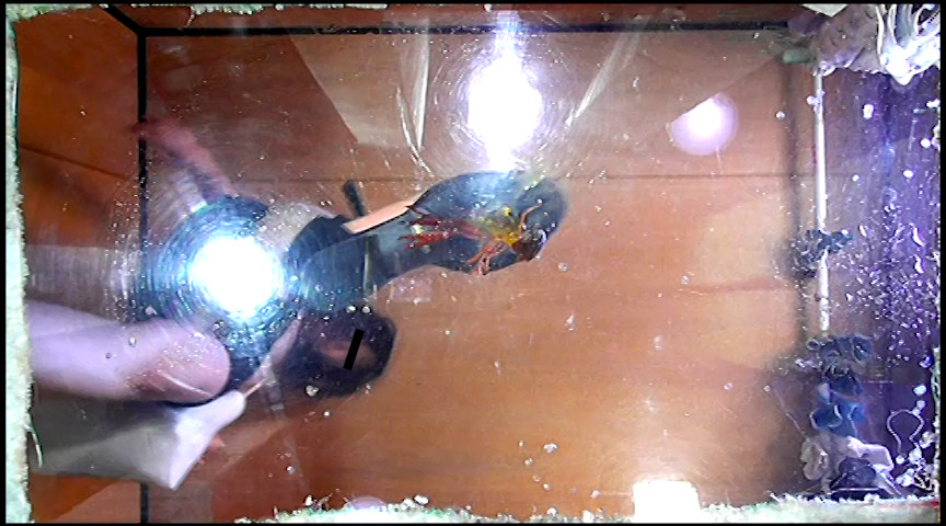 『フェチ』 普通の女性・小百合さんがザリガニ・ゴキブリ・魚を踏む 「D...