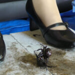 『フェチ』 アイドル級美少女のコスプレ黒パンプスで兜CRUSH VOL3 「DUGA」