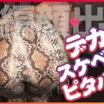 《ギャル》 【顔面発射のザー汁を舐め回して飲む！】精子は飲み物？Hカップ！デカ尻ピタパン！挑発的な白ギャル参上！【チ○コを咥えながら這いつくばってお散歩フェラ】すごいギンギンになってきた。早くオチン○ン挿れたい！【上下に杭打ち！グリグリ擦り付けるグラインド】… 『FANZA』
