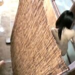 ＜素人＞ 女子に人気の秘湯を丸ごと貸し切って、何も知らずに勃起チ○ポだらけの湯槽に入ってきた素人女を閉じ込めたら、女はあきらめてヤリ放題 『FANZA』