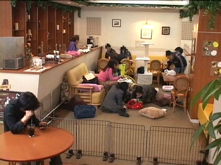＜チラリ＞ 猫カフェでみつけたガードの甘いパンチラ娘は店内で触られても...