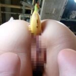 『高画質』 脱糞ファミリーレストラン ＜動画＞